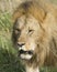Closeup frontview face of large male lion