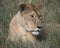 Closeup frontview lioness head lying in grass