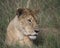 Closeup frontview lioness head lying in grass