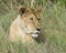 Closeup frontview lioness head lying in grass