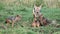 Closeup frontview of a mother black-backed jackal approaching her cubs who are fighting