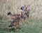 Closeup frontview of a mother black-backed jackal approaching her cubs who are fighting