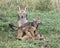 Closeup frontview of a mother black-backed jackal approaching her cubs who are fighting