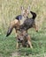 Closeup frontview of a mother black-backed jackal pulling fighting cubs apart