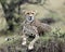 Closeup frontview of one adult cheetah lying resting on top of a grass covered mound