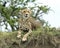 Closeup frontview of one adult cheetah resting on top of a grass covered mound