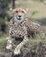 Closeup frontview of one adult cheetah resting on top of a grass covered mound