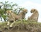 Closeup frontview of one cheetah and backview of two cheetah resting on top of a grass covered mound