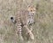 Closeup frontview of one young cheetah running toward the camera through tall grass