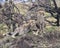 Closeup frontview of three young cheetah resting on top of a grass covered mound