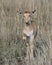 Closeup frontview Topi calf standing in grass with head raised looking toward camera