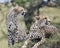Closeup frontview of two cheetah resting on top of a grass covered mound