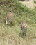 Closeup frontview of two young cheetah running toward the camera through tall grass