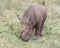 Closeup frontview of a White Rhino standing eating grass