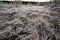 Closeup of frosted withering grasses on a field