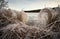 Closeup of frosted withering tall grass on the side of a river during winter