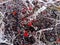 Closeup of frozen red berries on a bush. Hoarfrost chained a plant in the winter. Bright fruits under the snow. Ice crystals