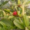 Closeup of fruit buds infected with pests, parasites, small insects, damage agriculture crops, nature photography