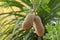 Closeup fruit of Sausage tree (Kigelia) growing in Adelaide, Sou