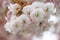 Closeup fruit tree pink flowers spring blossom