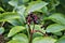 A closeup on fruits of the black elder