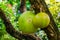 Closeup of the fruits in a calabash tree, tropical fruiting plant, Exotic specie from America