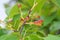 Closeup of fruits of cherry blossom or Somei-yoshino or Cerasus yedoensis