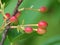 Closeup of fruits of cherry blossom or Somei-yoshino or Cerasus yedoensis