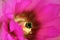 Closeup of Fuchsia Hedgehog Cactus Flower