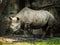 A closeup full body animal portrait of a large eastern black rhinoceros