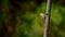 Closeup of a Fulvous-breasted woodpecker perched on a tree branch