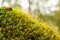 Closeup of  Funaria sporophyte with brown stems