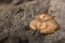 Closeup fungus on tree bark texture.Polyporus squamosus (Dryad\'s