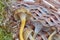 Closeup of funnel chanterelle in basket