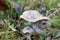 Closeup of funnel chanterelle in moss