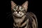 Closeup Funny Bengal Cat Face isolated on Black Background