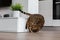 Closeup of a funny Bengal cat falling in a house under the lights