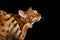 Closeup Funny Bengal Cat scratching his face, Black Background