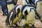 Closeup of a funny black footed penguin couple, flightless birds from Africa, Endangered animal specie