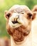 Closeup Funny Camel Face