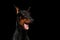 Closeup Funny Doberman Pinscher Dog Surprised Opened mouth, isolated Black