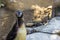 Closeup of a funny humboldt penguin looking towards the camera, bird face in closeup, Threatened animal with vulnerable status