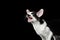 Closeup Funny Meowing Oriental Shorthair looking at camera Isolated, Black