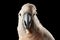 Closeup Funny Moluccan Cockatoo, salmon-crested Parrot surprised Looks, Isolated Black