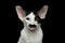 Closeup Funny Oriental Shorthair looking at camera Isolated, Black