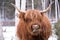 Closeup of funny red Scottish Highland cow eating hay in winter