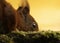 Closeup of a funny red squirrel, horizontal headshot