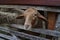 Closeup of funny sheep peeking out from behind a wooden fence on the farm