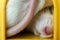 Closeup of funny white domestic rat with long whiskers sleeping in yellow plastic pet house