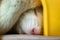 Closeup of funny white domestic rat with long whiskers sleeping in yellow plastic pet house